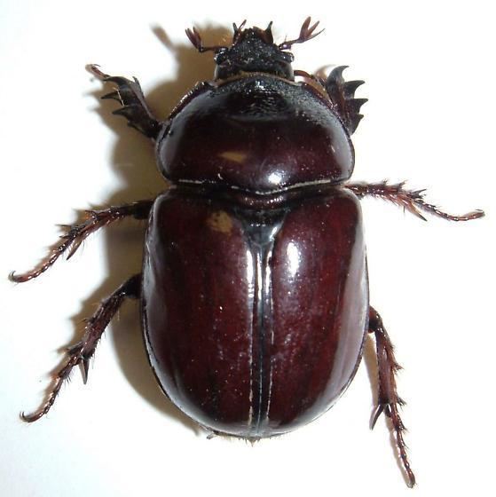 Strategus (beetle) Ox Beetle Strategus mormon BugGuideNet