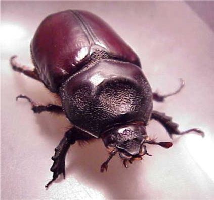 Strategus (beetle) Ox Beetle Strategus aloeus Linnaeus