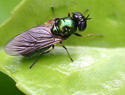 Stratiomyidae httpsuploadwikimediaorgwikipediacommonsthu