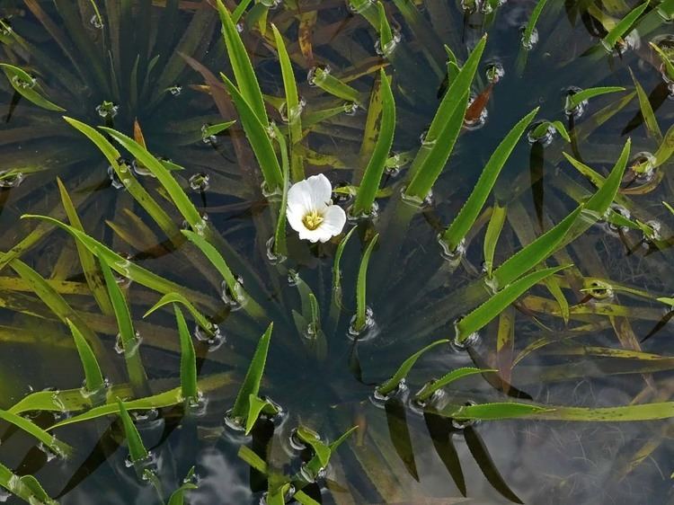 Stratiotes aloides Water Soldier Stratiotes aloides Flowers NatureGate