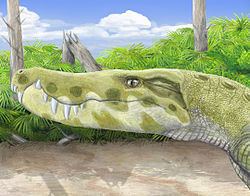 Stratiotosuchus httpsuploadwikimediaorgwikipediacommonsthu