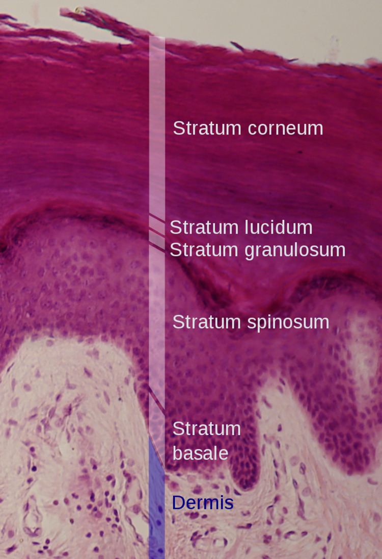 Stratum lucidum