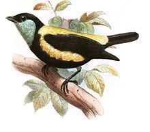 Straw-backed tanager httpsuploadwikimediaorgwikipediacommonsthu