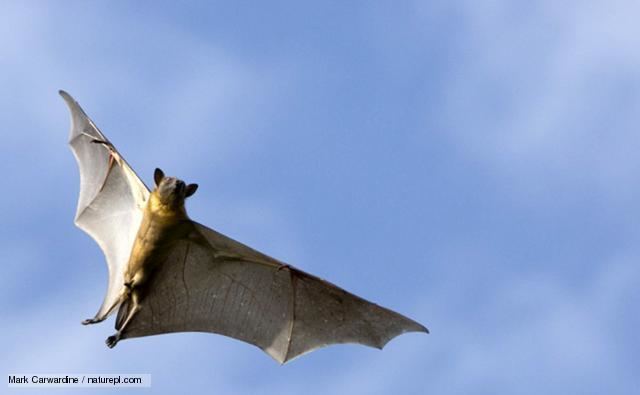 Straw-coloured fruit bat BBC Nature Strawcoloured fruit bat videos news and facts