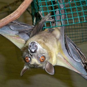 Straw-coloured fruit bat StrawColored Fruit Bat Fact Sheet racinezooorg