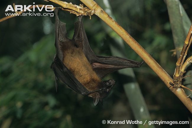 Straw-coloured fruit bat Strawcoloured fruit bat photo Eidolon helvum G76678 ARKive
