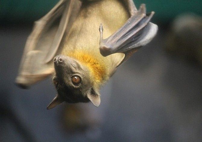 Straw-coloured fruit bat StrawColored Fruit Bat Every year between October and December