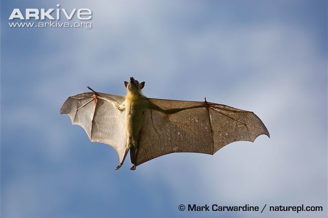 Straw-coloured fruit bat Strawcoloured fruit bat photo Eidolon helvum G78963 ARKive