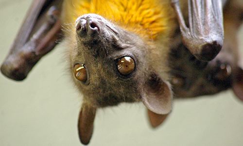 Straw-coloured fruit bat Strawcolored Fruit Bat Franklin Park Zoo