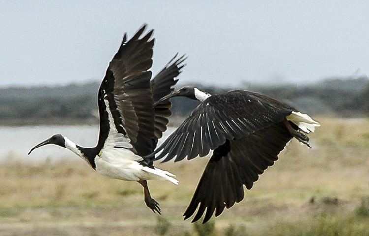 Straw-necked ibis Strawnecked Ibis Barwon Bluff