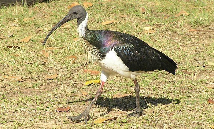 Straw-necked ibis Strawnecked Ibis Australian Bush Birds
