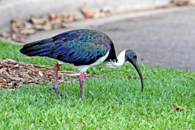 Straw-necked ibis nzbirdsonlineorgnzsitesallfiles1200291IMG62
