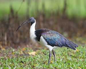 Straw-necked ibis Strawnecked ibis Wikipedia