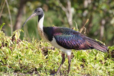 Straw-necked ibis Strawnecked Ibis Bushpea 19