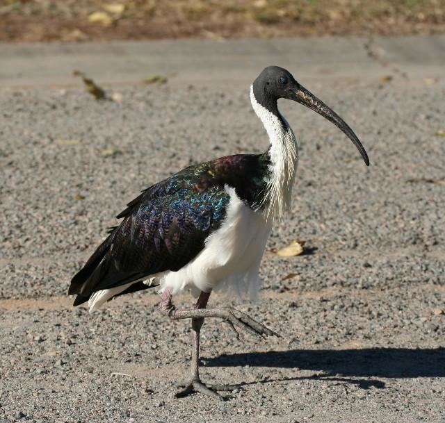 Straw-necked ibis Strawnecked Ibis Threskiornis spinicollis Strawnecked Ibis
