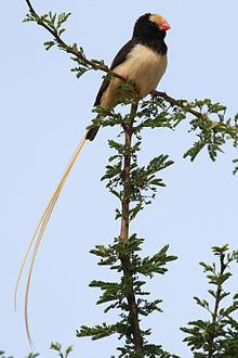 Straw-tailed whydah httpsuploadwikimediaorgwikipediacommonsthu