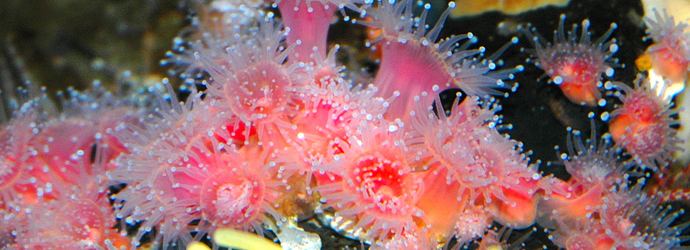 Strawberry anemone Strawberry Anemone Oregon Coast Aquarium