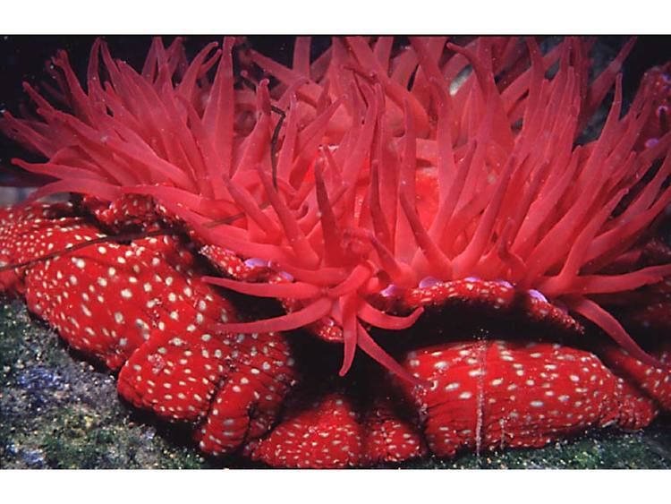 Strawberry anemone MarLIN The Marine Life Information Network Strawberry anemone
