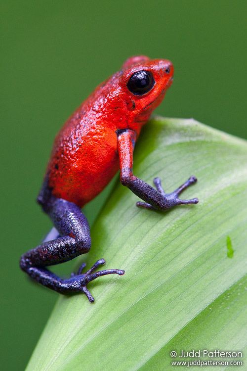 Strawberry poison-dart frog Strawberry poisondart frog A closeup of this extremely t Flickr