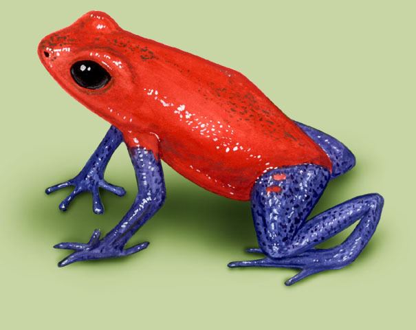 Strawberry poison-dart frog animaldiversityorgcollectionscontributorsGrzim