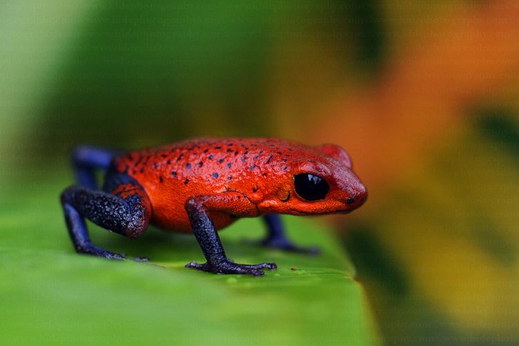 Strawberry poison-dart frog HidePhotography Home