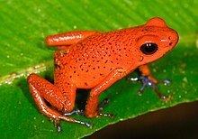 Strawberry poison-dart frog Strawberry poisondart frog Wikipedia