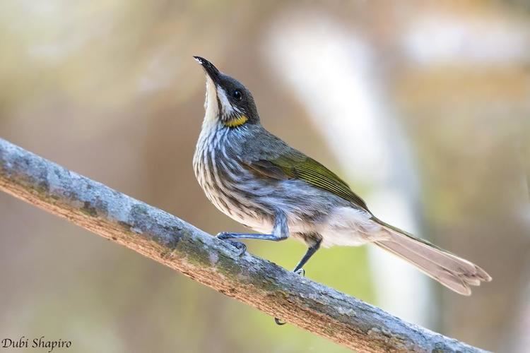 Streak-breasted honeyeater wwwhbwcomsitesdefaultfilesstylesibc1kpubl