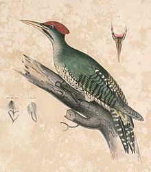 Streak-breasted woodpecker httpsuploadwikimediaorgwikipediacommonsthu