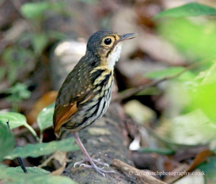 Streak-chested antpitta Nature Photography by Dave Roach Streakchested Antpitta Hylopezus
