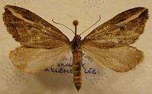 Streak (moth) httpsuploadwikimediaorgwikipediacommonsthu