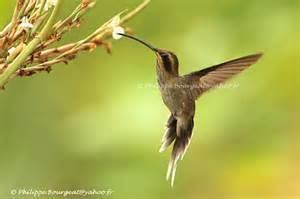 Streak-throated hermit wwwtaenoscomimgITISPhaethornisrupurumiiStre