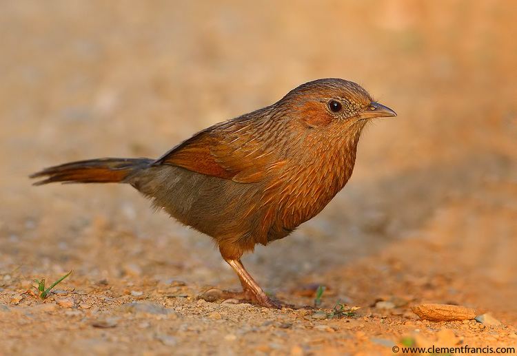 Streaked laughingthrush Streaked Laughingthrush Clement Francis Wildlife Photography