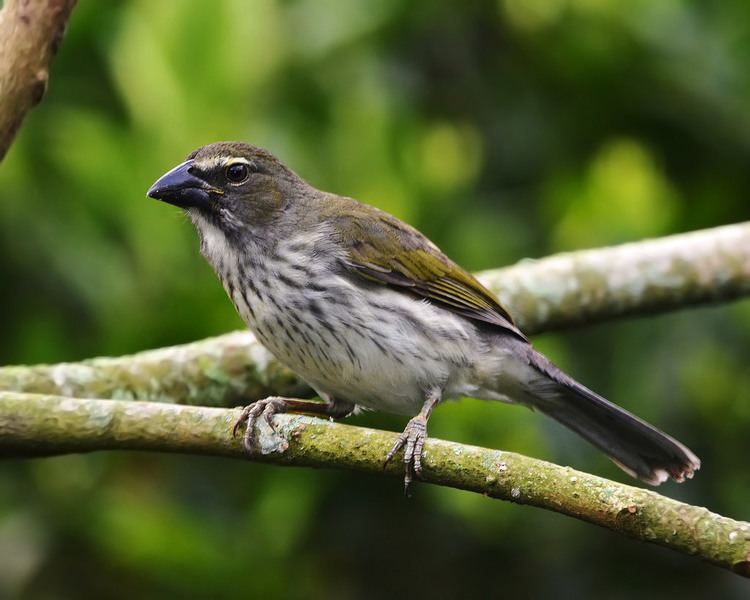 Streaked saltator Streaked Saltator Saltator striatipectus The Streaked Sa Flickr