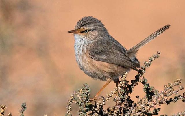 Streaked scrub warbler Identification and taxonomy of Streaked Scrub Warbler in Morocco