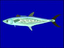 Streaked Spanish mackerel httpsuploadwikimediaorgwikipediacommonsthu