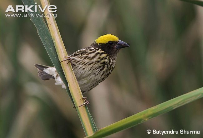 Streaked weaver Streaked weaver videos photos and facts Ploceus manyar ARKive