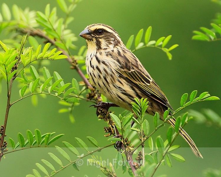 Streaky seedeater Streaky Seedeater perched on a branch in a bush