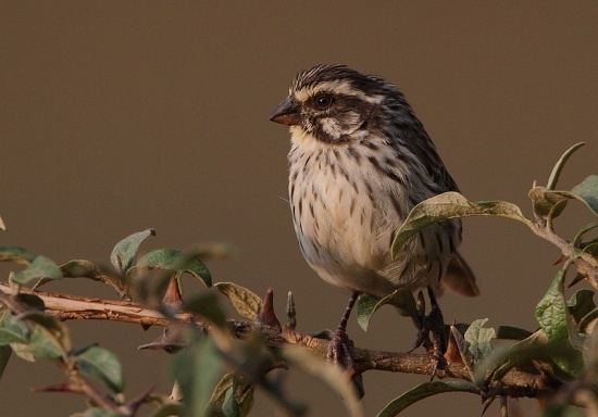 Streaky seedeater Streaky Seedeater BirdForum Opus