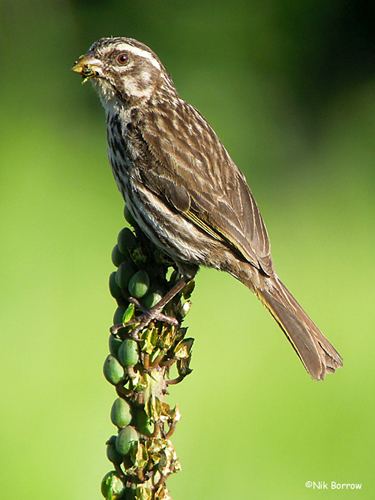 Streaky seedeater BirdQuest The Ultimate in Birding Tours