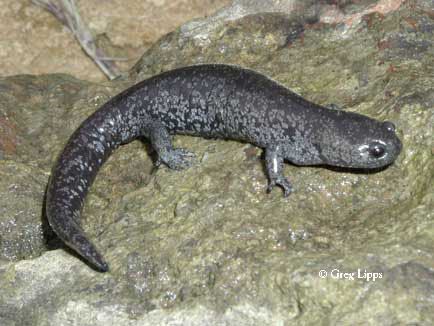 Streamside salamander Streamside Salamander Ambystoma barbouri