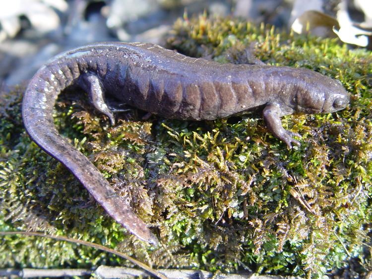 Streamside salamander Streamside Salamander
