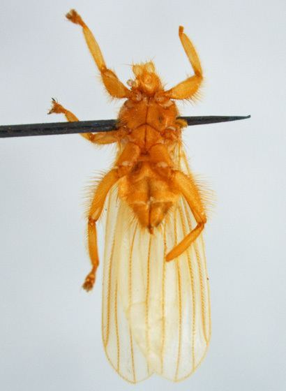 Streblidae StreblidaeTrichobius corynorhini Cockerell Trichobius corynorhini