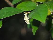Streblus brunonianus httpsuploadwikimediaorgwikipediacommonsthu