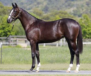 Street Cry Feature Street Cry Easter yearling preview Australia