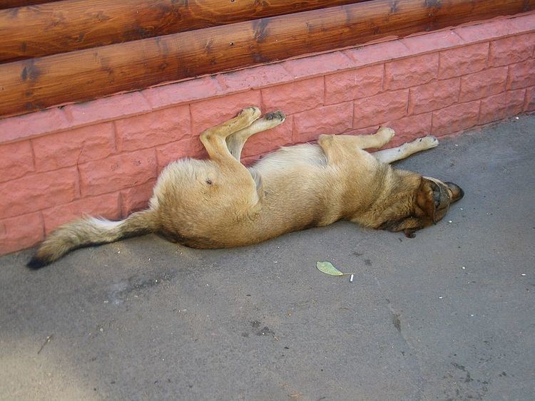 Street dogs in Moscow