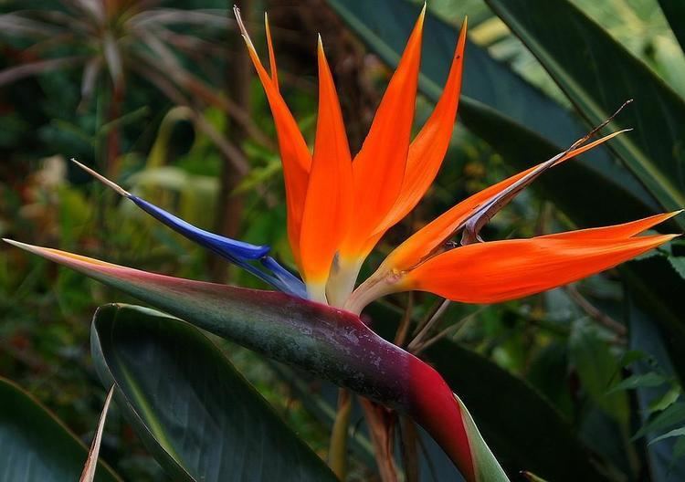 Strelitzia - Alchetron, The Free Social Encyclopedia