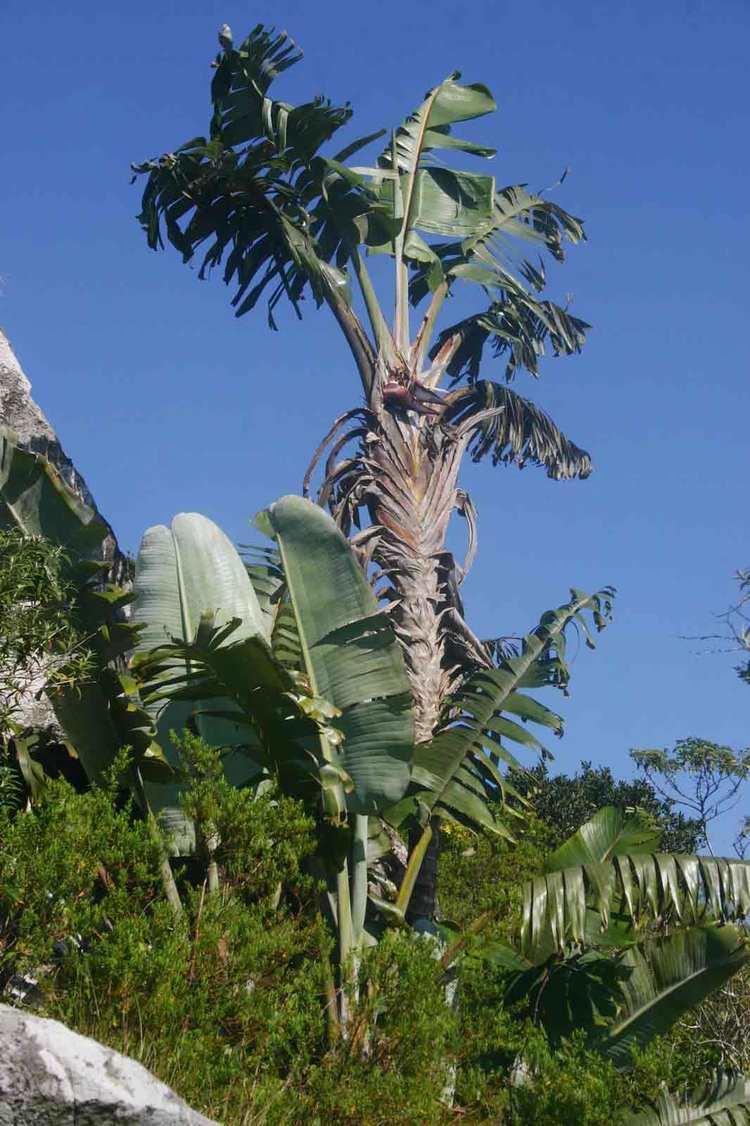 Strelitzia caudata Flora of Mozambique Species information individual images