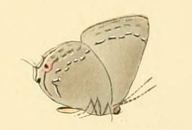 Strephonota tephraeus