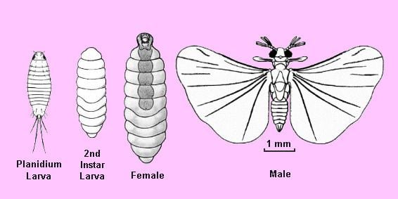 (Left to Right) Appearance of Immatures: First instar (planidium larva) has legs, high mobility and (2nd instar Larva) Successive instars are legless and grub-like with reduced mouthparts. Appearance of Adults: (Females) remain larviform, legless and wingless, partially projecting from host’s abdomen. (Males) emerge with adult-like body; Large fan-shaped hind wings; small club-like front wings; Reduced mandibulate mouthparts; Antennae 4- to 7-segmented; often with lateral branching