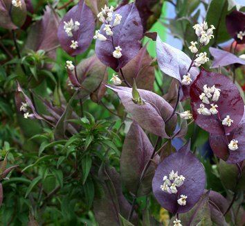 Streptanthus Streptanthus farnsworthianus Farnsworth39s Jewelflower plant lust